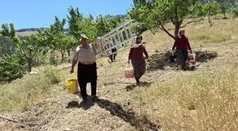 Adana'da Sıcak Hava Kiraz Hasadını Erken Tamamlattı