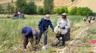 Taşköprü Sarımsağının Hasadı Devam Ediyor