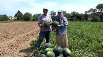 Samsun'da Karpuz ve Kavun Hasadı Başladı