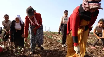 Kahramanmaraş'ta Boşalan Arazilere İkinci Ürün Ekimi