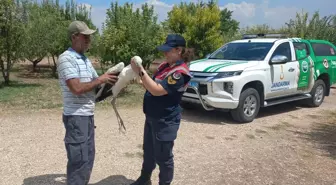 Elazığ'da yaralı halde bulunan leylek tedavi edilecek