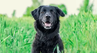 Köpek toplamayan belediye başkanına üç yıla kadar hapis! Sokak köpekleriyle ilgili düzenleme yayınlandı mı? Sokak köpekleri uyutulacak mı?