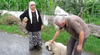 Ordu'da sahipsiz köpeklerin saldırısı sonucu bir kuzu öldü, diğeri yaralandı