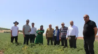 Tokat Pazar'da Tarım ve Orman Müdürlüğü tarafından nohut üretimi yapılan alanda inceleme gerçekleştirildi