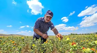 Tokat'ta İlk Defa Aspir Çiçeği Üretimi Yapıldı