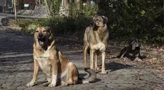 17 maddelik teklif TBMM Başkanlığı'na sunuldu! Sahipsiz saldırgan köpekler uyutulacak