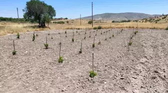 Eskişehir'de 'GÜNY'ÜZÜM Projesi' kapsamında 7 bin 450 adet asma fidanı dikildi