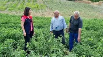 Aydın'da '900 Rakım ve Üzeri Alanlarda Geçici Domates Üretiminin Yaygınlaştırılması Projesi' kapsamında domates fideleri kontrol edildi