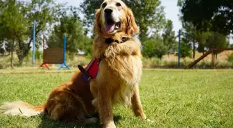 Batman'da Hassas Burunlu Köpekler Uyuşturucu Operasyonlarına Hazır