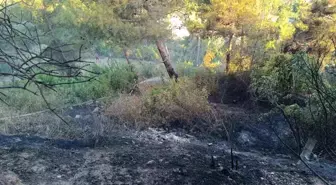 Hatay'da otluk alanda çıkan yangında traktör zarar gördü