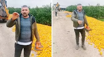 Markette kilosu 100 TL, üretici ise 'Satamadım' diyerek çürümeye bıraktı