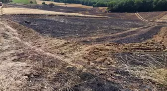 Samsun'da 200 Dekarlık Buğday Alanı Yangında Yandı