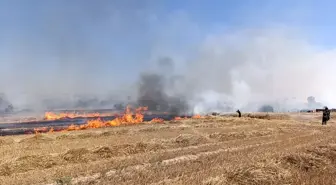 Tekirdağ'ın Saray ilçesinde anız yangını söndürüldü