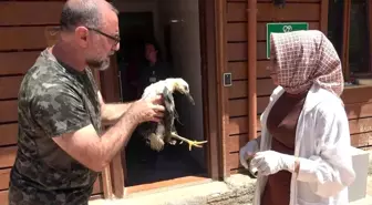 Tokat'ta Yaralı Leylek Bulundu