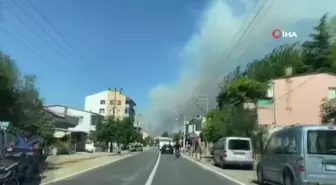 Bayramiç'te orman yangını