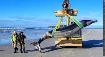 Yeni Zelanda'da Gagalı Balina Karaya Vurdu