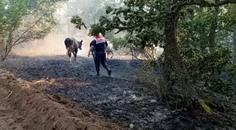 Edirne'de çıkan yangında hayvanlar kurtarıldı