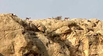 Malatya'da Yaban Keçileri Sürü Halinde Görüntülendi