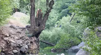 Osmaniye'de devrilen ağacın altında kalan 2 kişi ağır yaralandı