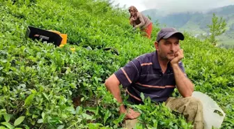 ÇAYKUR, Çay Üreticilerinden Alımlara 1 Günlük Ara Veriyor