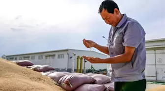 Xinjiang'da Buğday Rekoltesi Rekor Kırdı