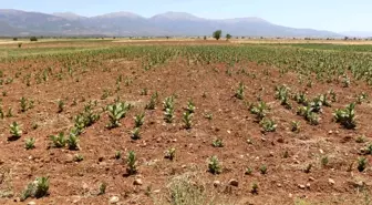 Denizli'nin Barza Ovası Kuraklıkla Mücadele Ediyor