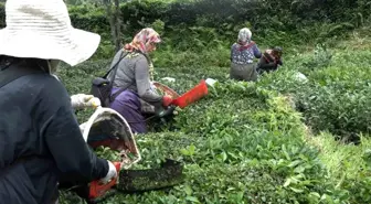 Rize'de Mahalleli Kanser Hastasının Çayını Topladı