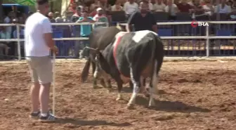 Rakibine yenilen boğa, öfkesini sahibinden aldı