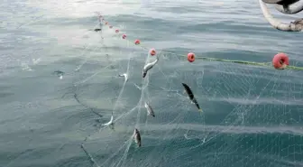 Van Gölü'nde İnci Kefali Av Yasağı Sona Erdi