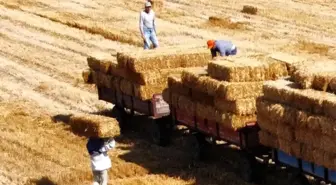 Kırklareli'nde buğday hasadı sonrası balya işçilerinin zorlu mesaisi