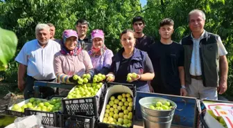 Çanakkale'nin Bayramiç ilçesinde Bayramiç beyazı nektarının üretimi bekleniyor