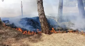 İznik Gölü Sahilindeki Çamlıkta Yangın Kontrol Altına Alındı