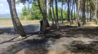 Orhangazi'deki Çamlık Tesislerinde Yangın Çıktı