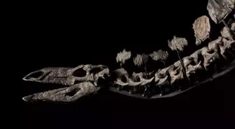 New York'ta Stegosaurus Fosili 44,6 Milyon Dolara Satıldı