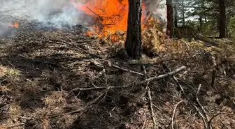 Çorum'un Dodurga ilçesinde çıkan yangında 2 dekar orman arazisi zarar gördü