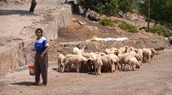 Depremde Ahırı Yıkılan Kadın Besici, Devletin Desteğiyle Üretime Devam Ediyor