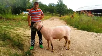 Kütahya'da güvenlik görevlisi, 150 kilo ağırlığındaki koç yetiştirdi