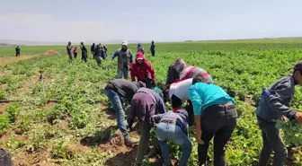 Bitlis'te Sıcak Hava Şartlarında Zorlu Tarım İşçiliği