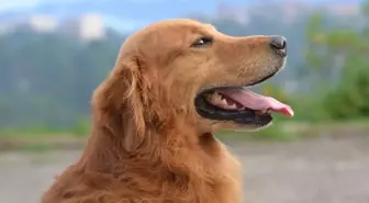 Sokak hayvanları yasası maddeleri nedir? Sokak köpekleri uyutulacak mı?