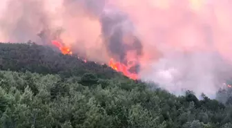 Uşak'ta Ormanlık Alanda Yangın Çıktı