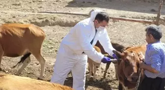 Feke'de Şarbon Görülen Hayvanlara Aşılama Çalışması Başlatıldı