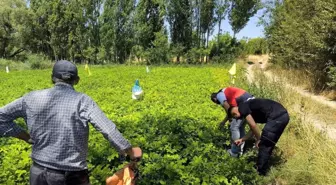 Emet'te patates üreticilerine zararlılar ve hastalıklar hakkında bilgilendirme