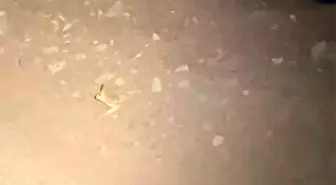 Adıyaman'da Kanguru Faresi Görüntülendi