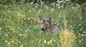 Kars'ın Sarıkamış ilçesinde kurtlar hakkında önemli bilgiler elde edildi