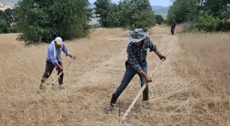 Demirci'de İmece Usulü Buğday ve Arpa Hasadı