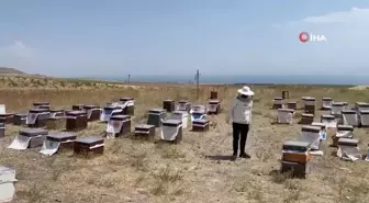 Süphan Dağı eteklerinde bal sağımı