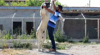 Aksaray Malaklı Köpeği Türkiye'nin Dört Bir Yanına Gönderiliyor