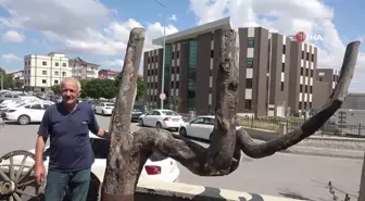 Sivas'ta Allah lafzını andıran ağaç dalı bulundu