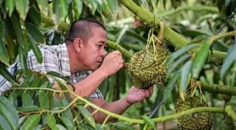 Çin ve ASEAN Ülkeleri Arasında Durian Endüstrisi İttifakı Kuruldu