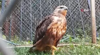 Bitkin Halde Bulunan Kızıl Şahin Tedavi Edildikten Sonra Doğaya Salındı